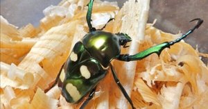 ハリスサスマタカナブンの飼育記録【2013～2015】｜AKECHI