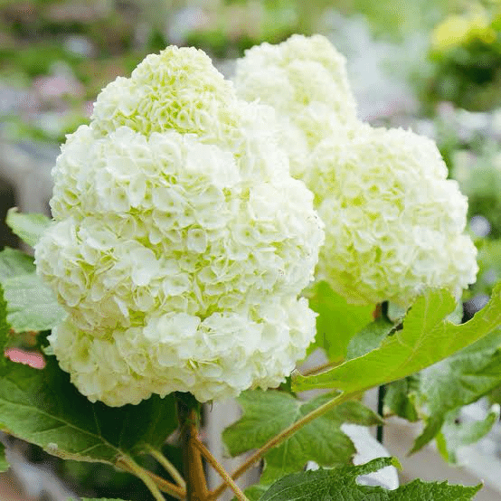紫陽花　あっちゃんさんセレクト❤️ 偏愛】愛しの紫陽花ちゃんたち2025｜non@植物狂