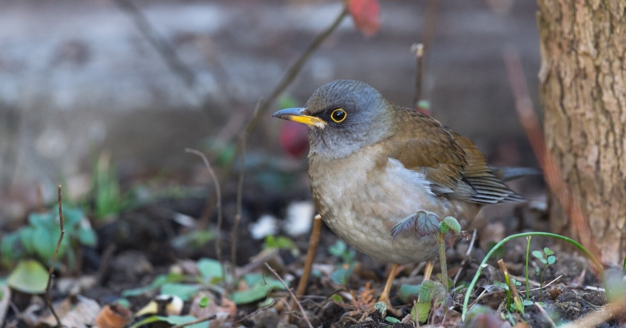 BIRD 2021｜Noki