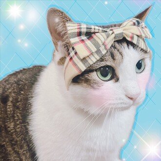 あれ?完全無料じゃなかった?うん、わかってる。サクラってわかってるよ。お金請求書されたからサヨウナラ。すお