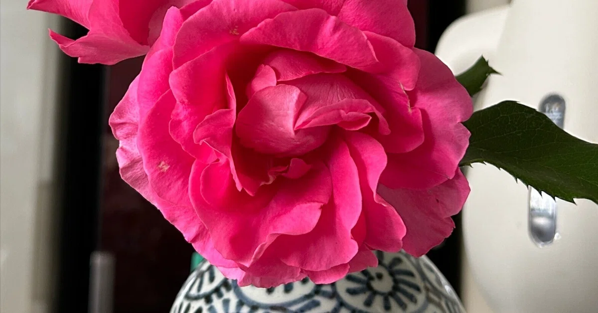 ばば様の1人語り（薔薇の花咲く）｜ばば様