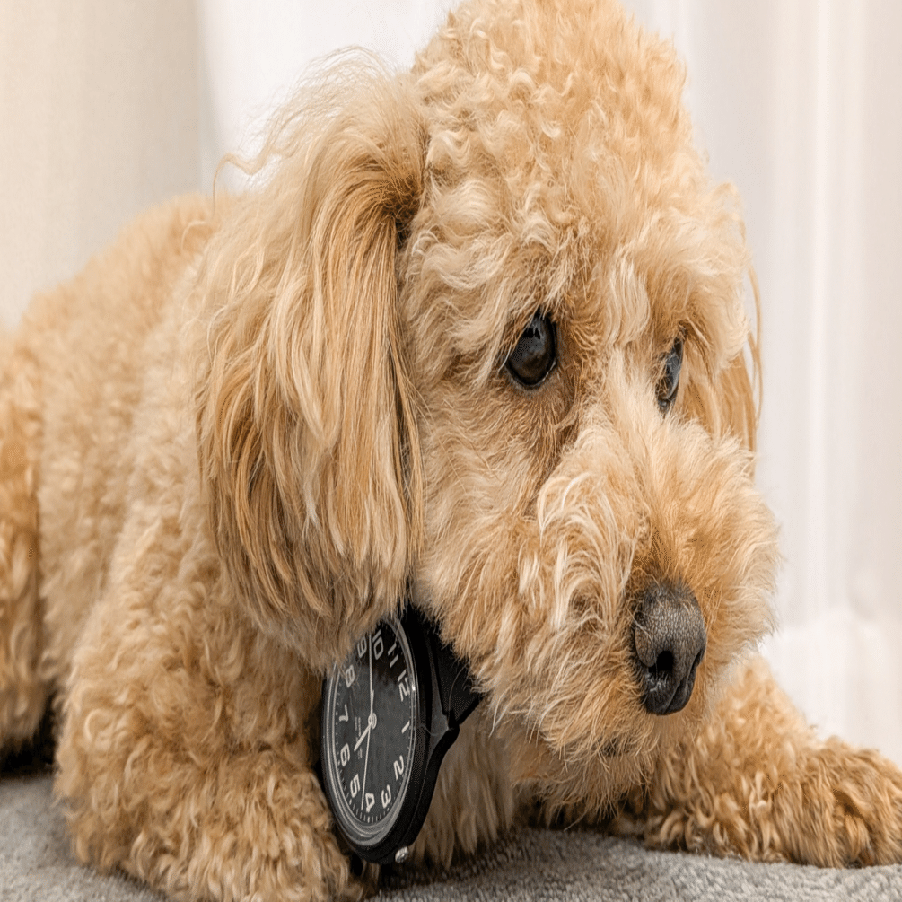 Angelpetはどこの国のブランド？分離型4輪ペットカート 猫・犬用バギー