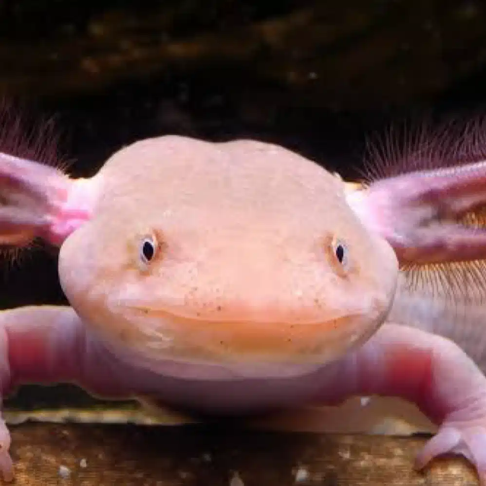 火竜サラマンダー