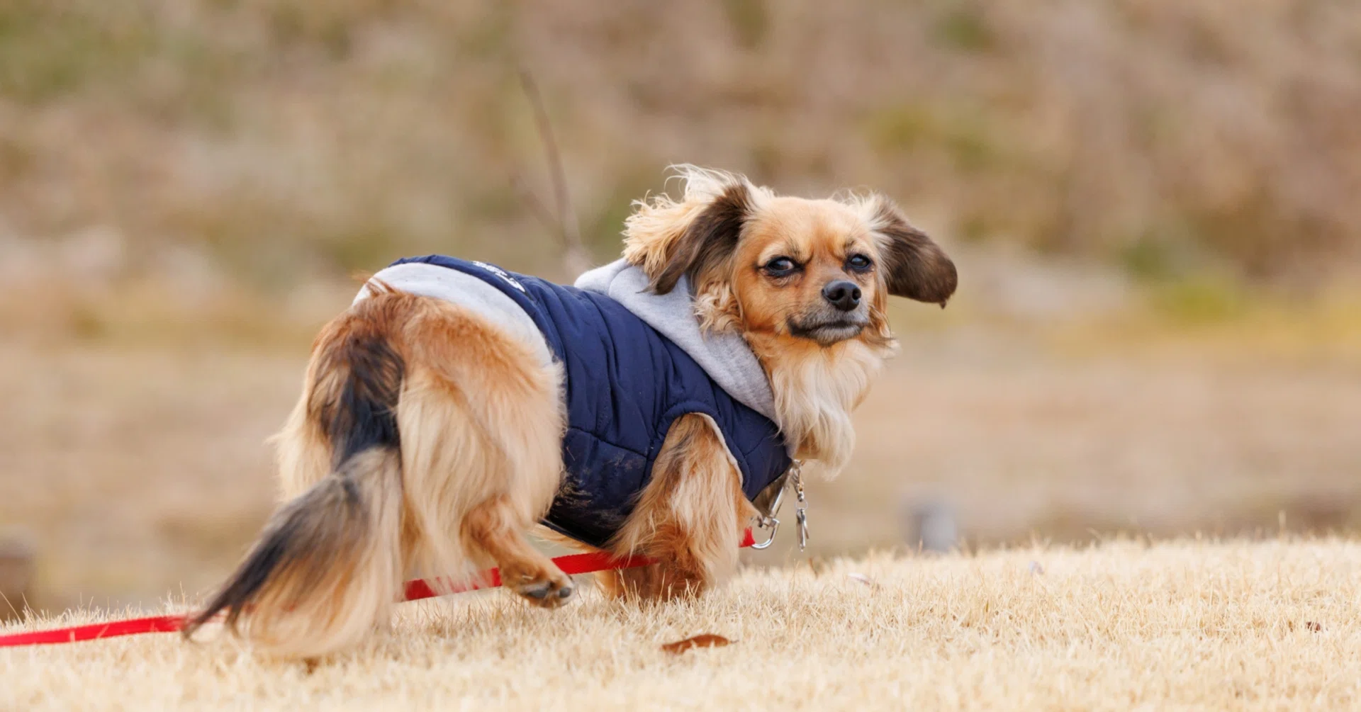 wangmaoはどこの国のブランド？3輪ペットカート 折りたたみ 猫犬兼用