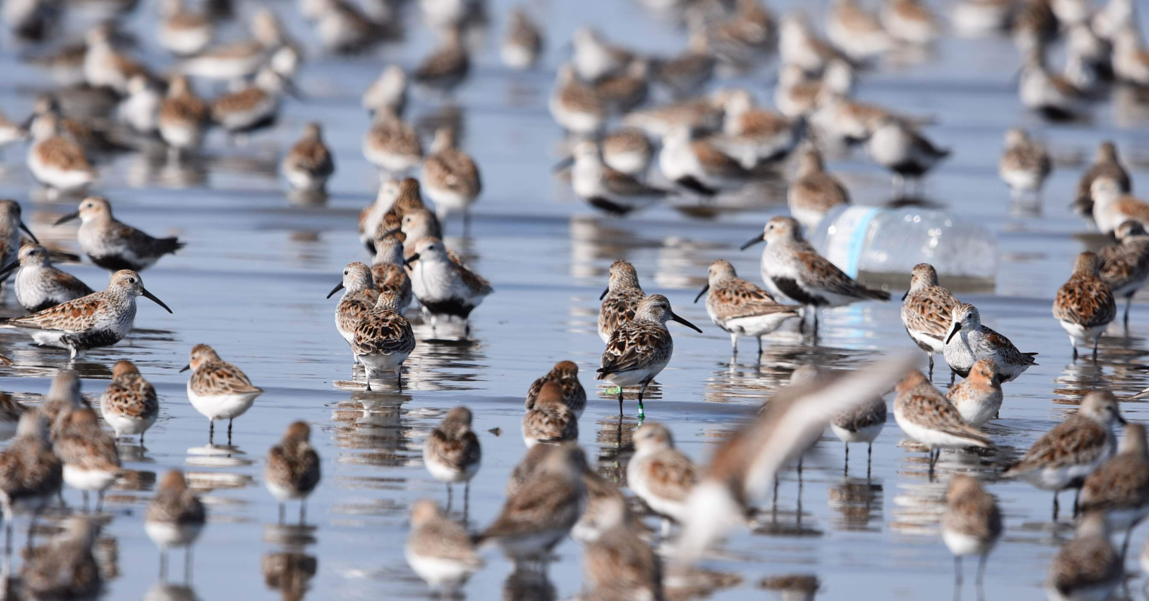 ゴールデンウィーク2日目のバードウォッチング｜sayaka@saga