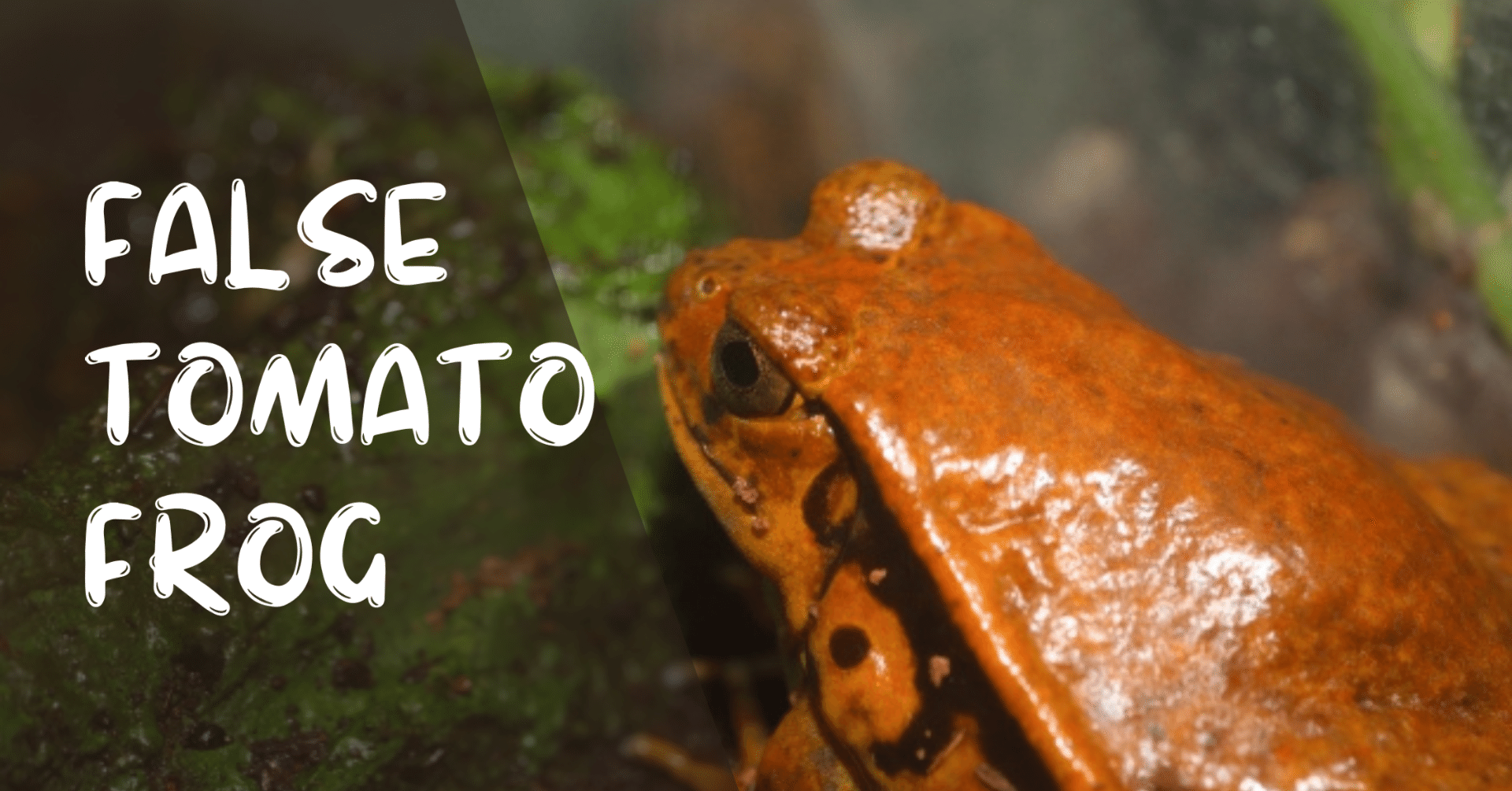 サビトマトガエル オタマジャクシから222日｜moss paradise3055