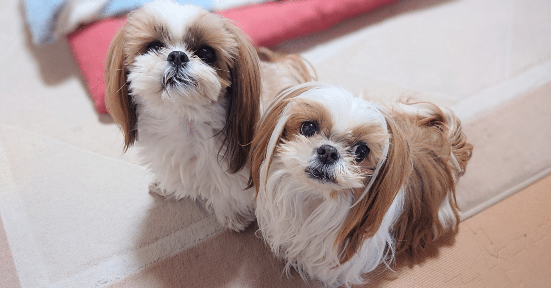 Wansviewはどこの国？実店舗で買える？自動給餌器 猫犬対応 300万高