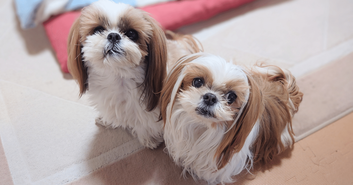 まちこ　Wansview 自動給餌器 猫犬対応 300万高画素カメラ付 Amazon.co.jp: Wansview 自動給餌器カメラ付き 猫犬対応 300万高