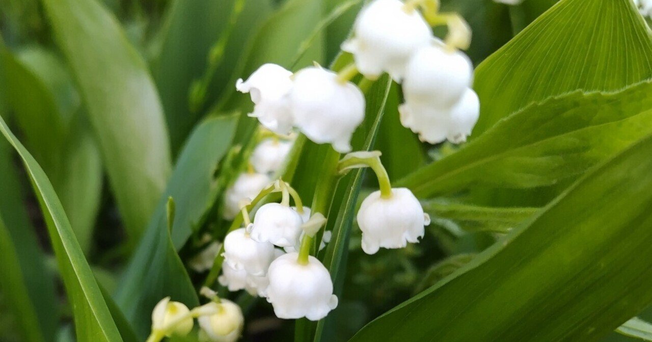 今日の花#11 すずらん｜ジャスミンティータイム