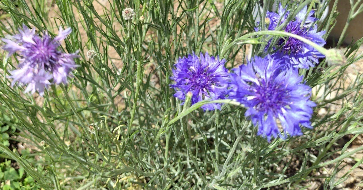 イギリス ハマスレ— ティーポット 矢車菊 ビンテージ イギリス ハマスレ— ティーポット 矢車菊 ビンテージ イギリス