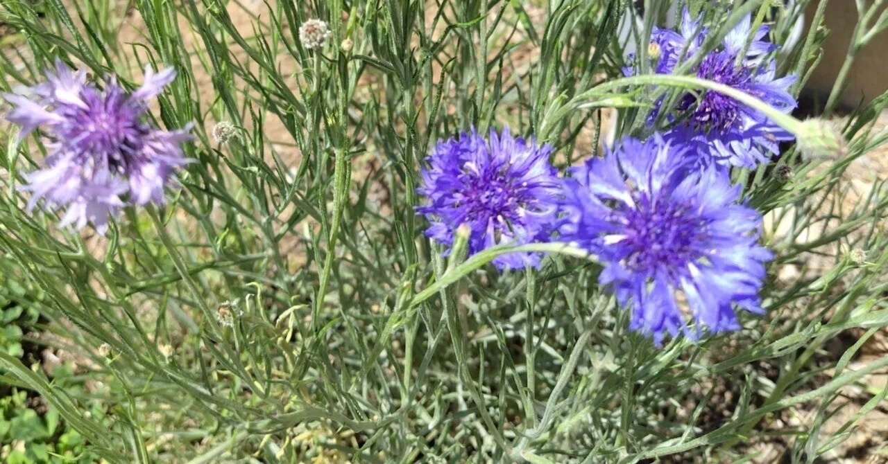 今日の花#12 矢車菊｜ジャスミンティータイム