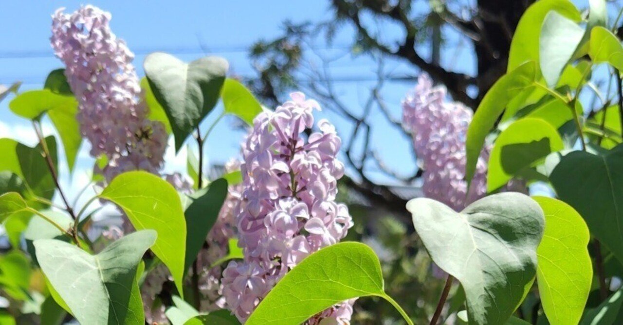 今日の花#13 ライラック｜ジャスミンティータイム