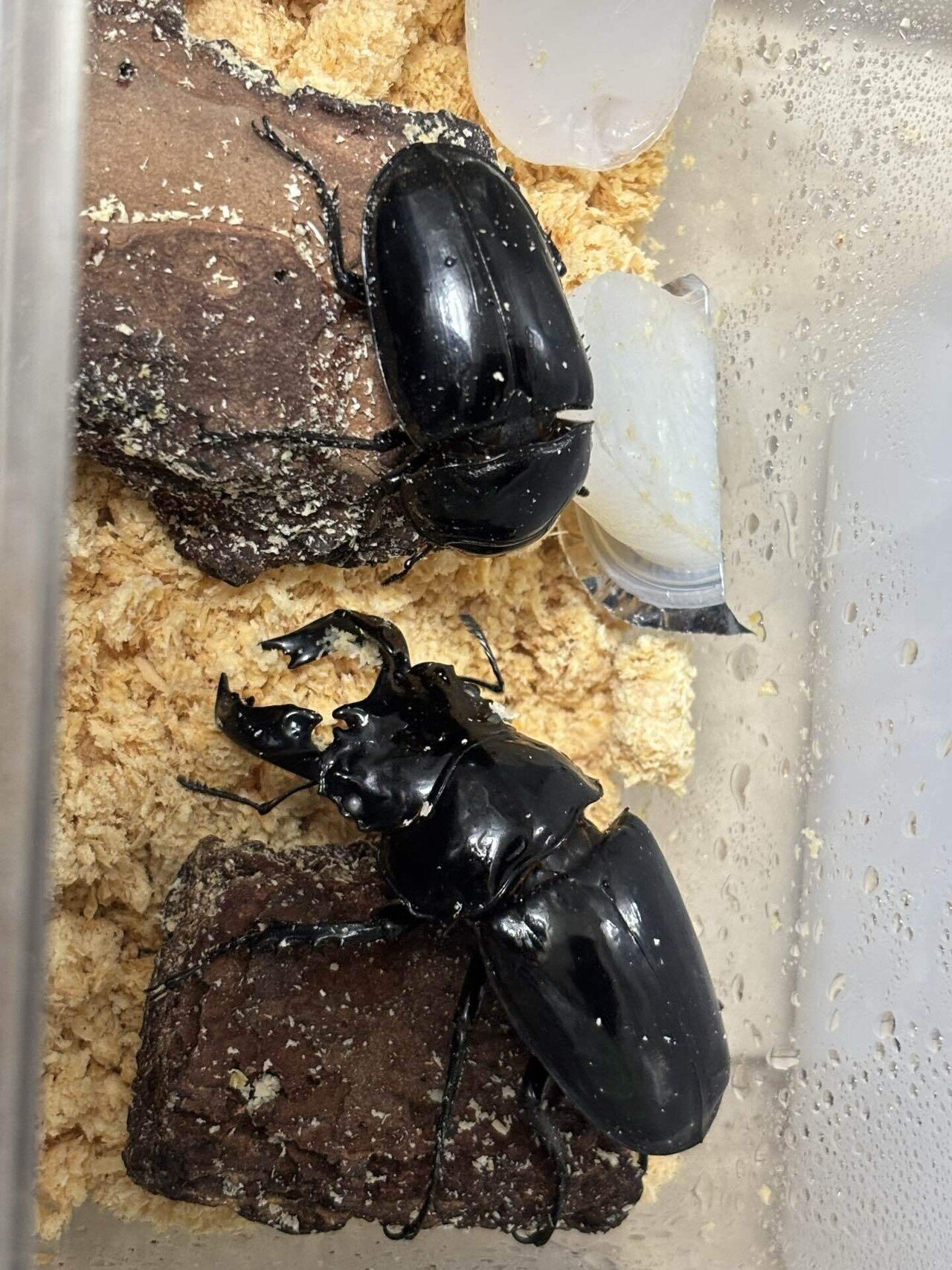 タランドゥスオオツヤクワガタ ペアリング中 トリオ タランドゥスオオツヤクワガタ ペアリング｜Debris@昆虫