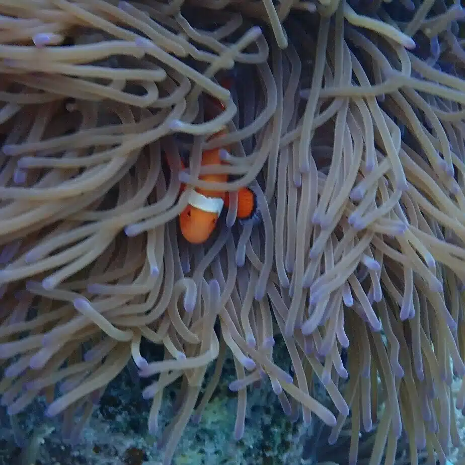 ウミノウサギ