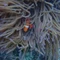 ウミノウサギ