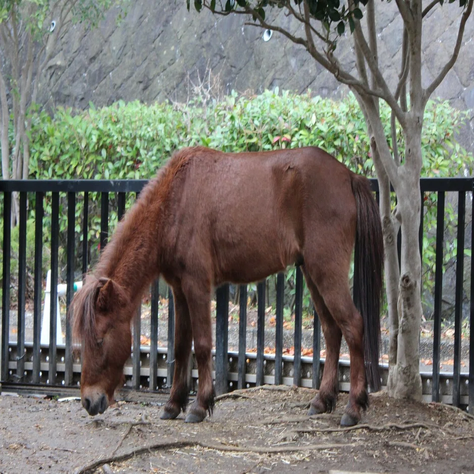 武士が乗っていた 日本固有の馬 は サラブレッドよりも弱かったのか 文藝春秋digital