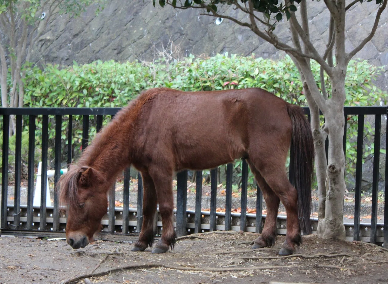 武士が乗っていた 日本固有の馬 は サラブレッドよりも弱かったのか 文藝春秋digital 武士が乗っていた 日本固有の馬 は サラブレッドよりも弱かったのか 文藝春秋digital