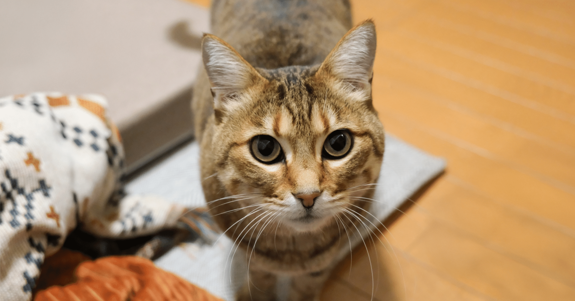 CAARANYはどこの国のブランド？ペットドライルーム・65L大容量 ドライ