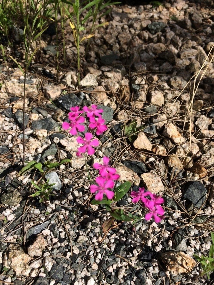 ムシトリナデシコ
虫は取らぬとの事