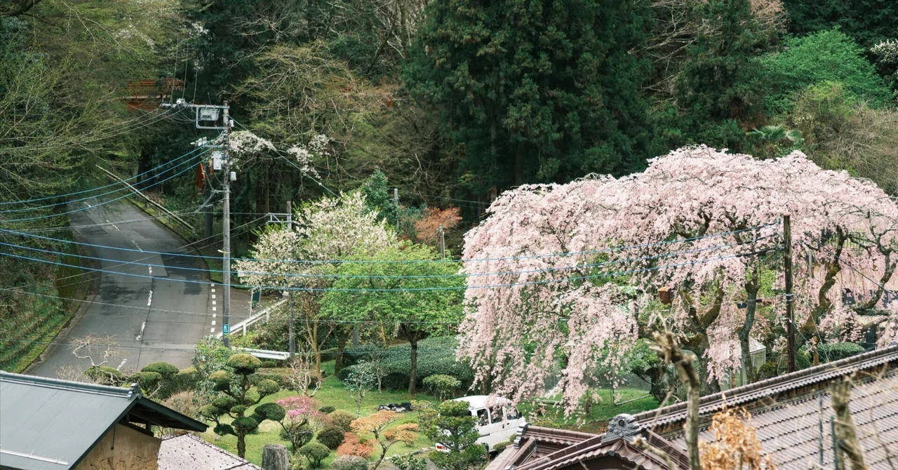 GFX散歩】神奈川県の秘境『寄(やどりき)集落』にある五大しだれ桜を