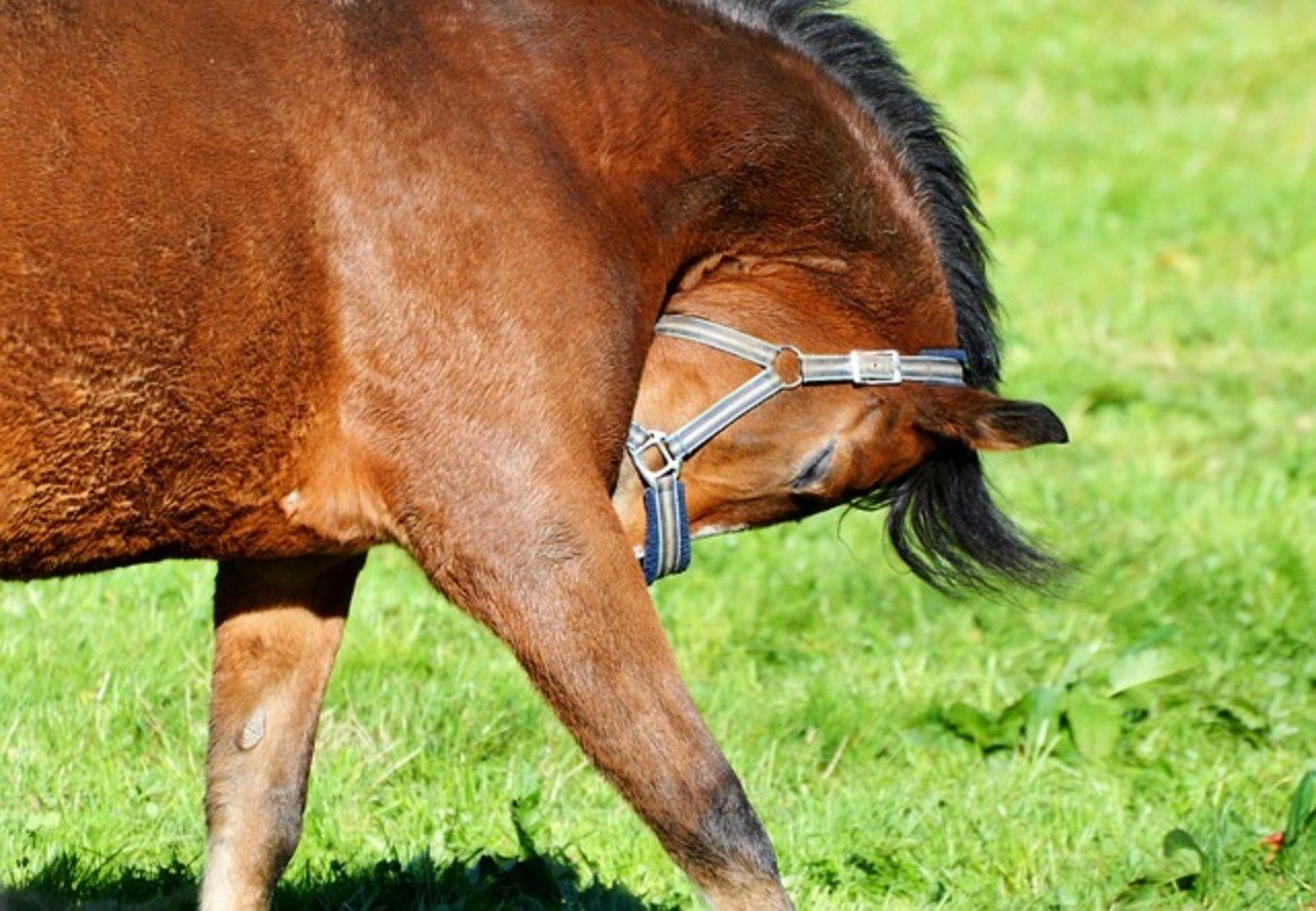チャンピオンホースはチャンピオンホースから の意味 一口馬主マスターb Note