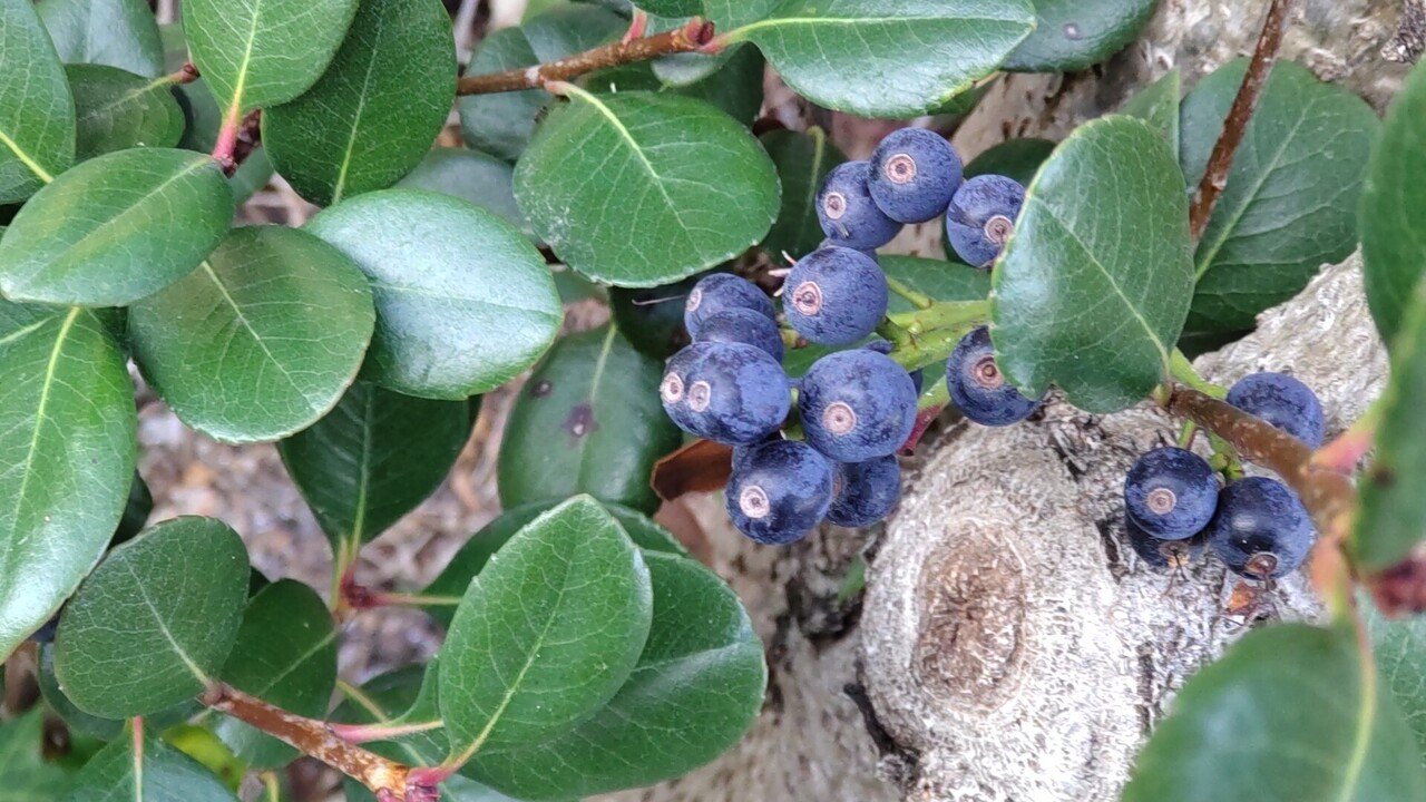 シャリンバイの実300本 シャリンバイの実300本 シャリンバイの青い実｜レモンバーム17