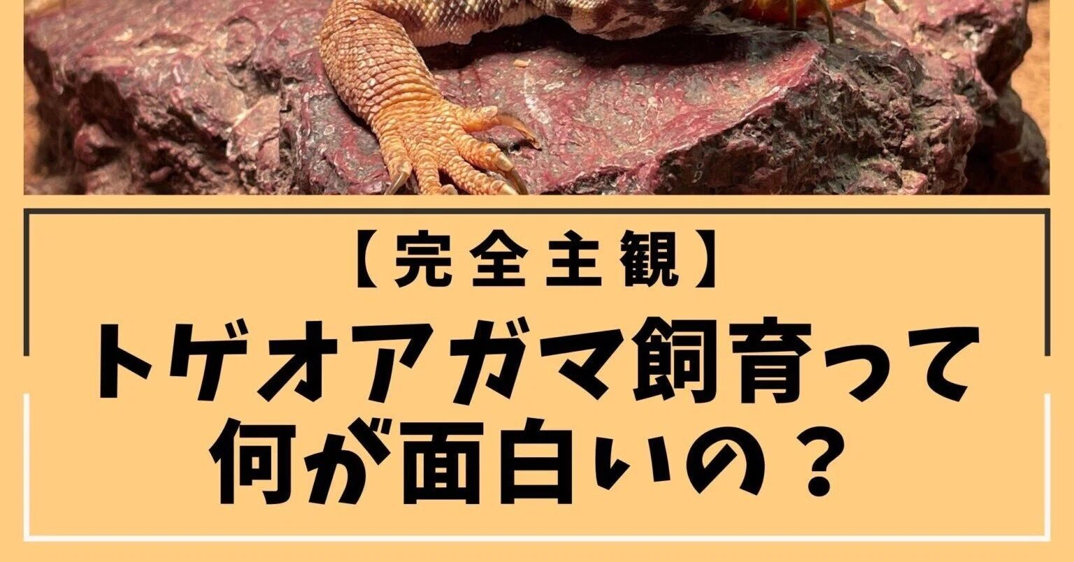 完全主観】トゲオアガマ飼育の面白いところと面白くないところ｜まー