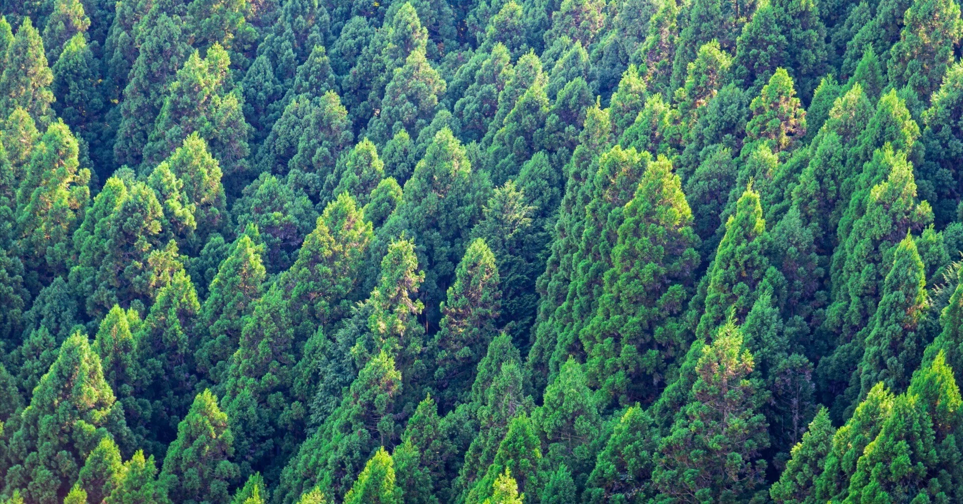J-Credit (Forest Management) 2｜weMORI JAPAN