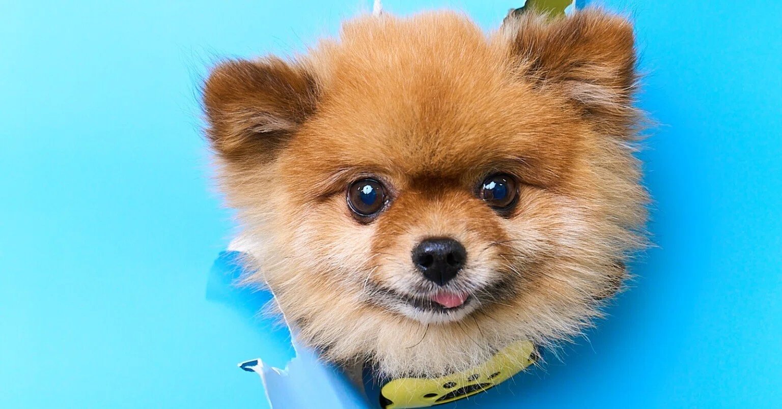 ?「今、この瞬間だけを生きる」─ 犬の時間感覚と“写真”という今 