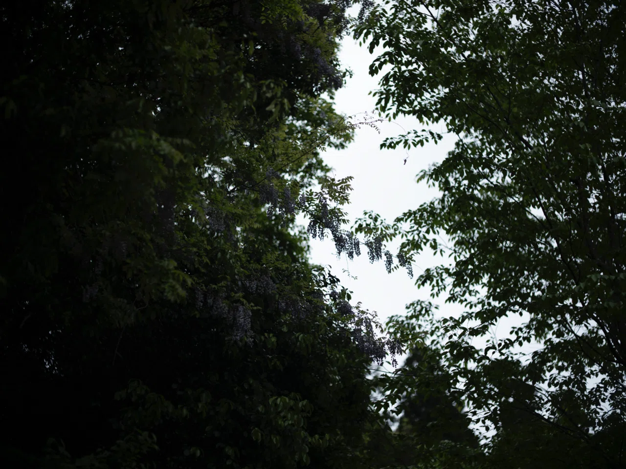 KIPON BAVEYES Pentax 67 - GFX 0.62 x フォーカルレデューサー 