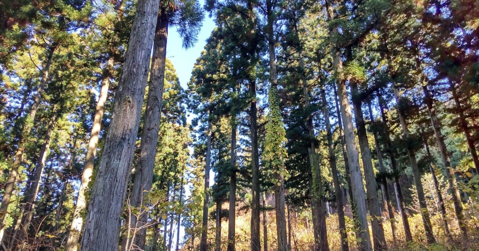 32 福井県産　天然山採り　クロモジ 11 福井県産 天然山採り クロモジ 32 福井県産 天然山採り クロモジ