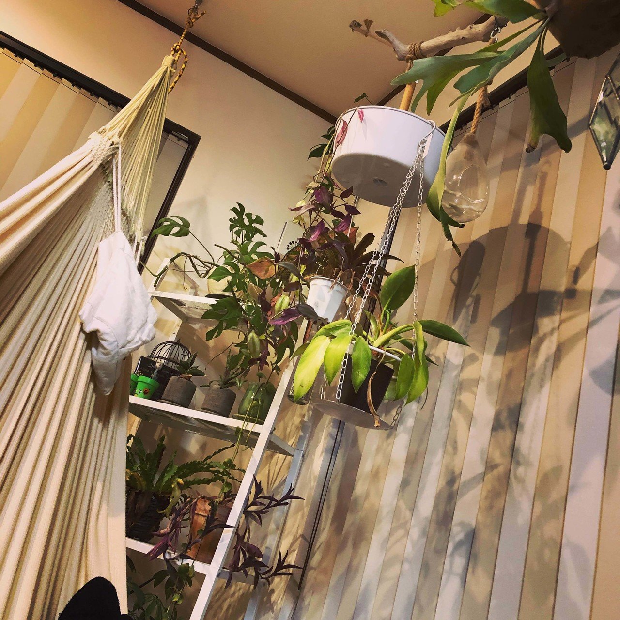 リビングのハンモックに乗ってゆ らゆら ここから見上げる植物達が好き 緑があると 気持ちが落ち着く 夕飯唐揚げだったから 部屋は油臭いけど笑 でも 植物があれば気分がいい もっとジャン Mardy多肉 Note