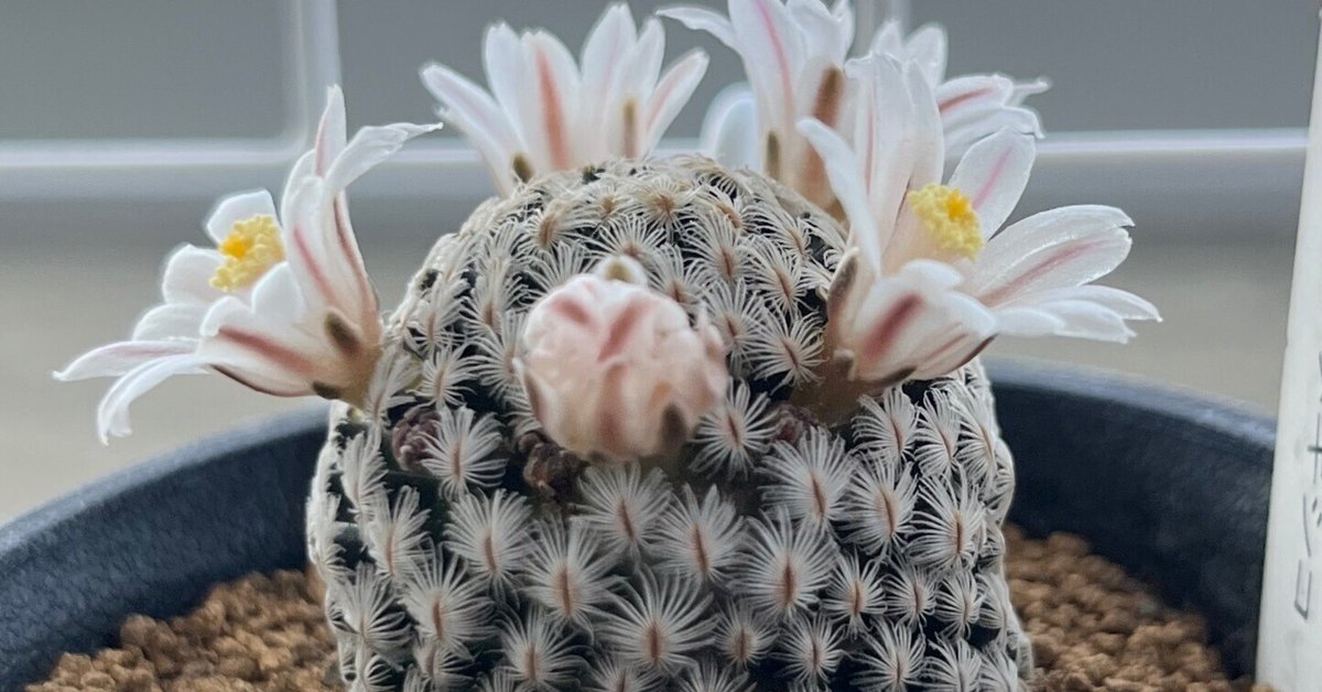 実は見たことなかった！サボテンの棘はこうやって増えた🌵｜シオ