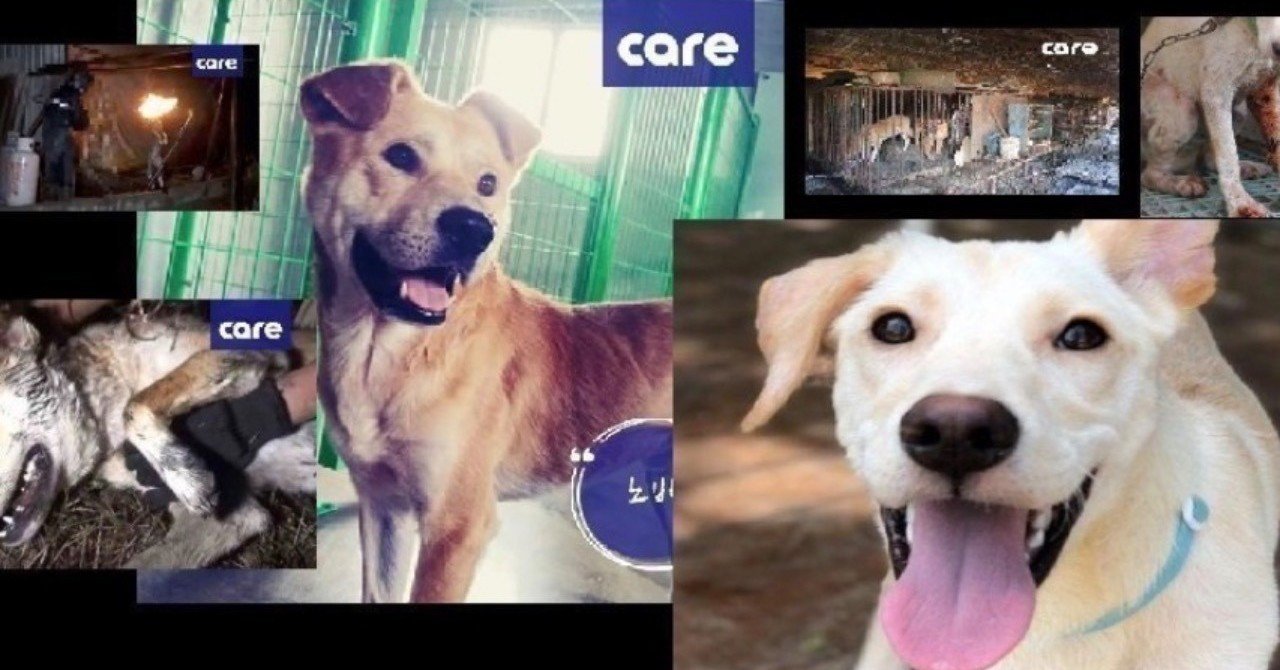 犬肉保護犬が日本に来る マスコミは 残酷な犬猫肉 取り上げて 皇位継承問題議論先送りしたのは Brainとnoteの差ノート紹介aadf 宮 咲アンナ Note