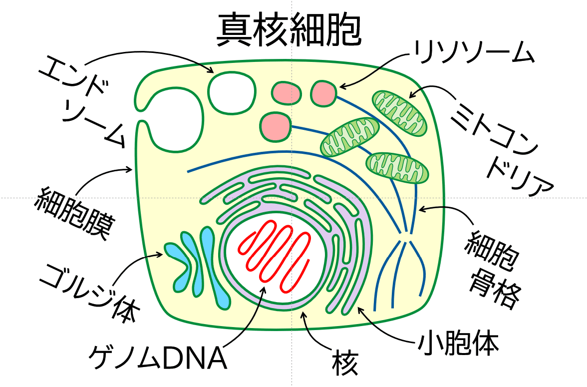 001_真核細胞