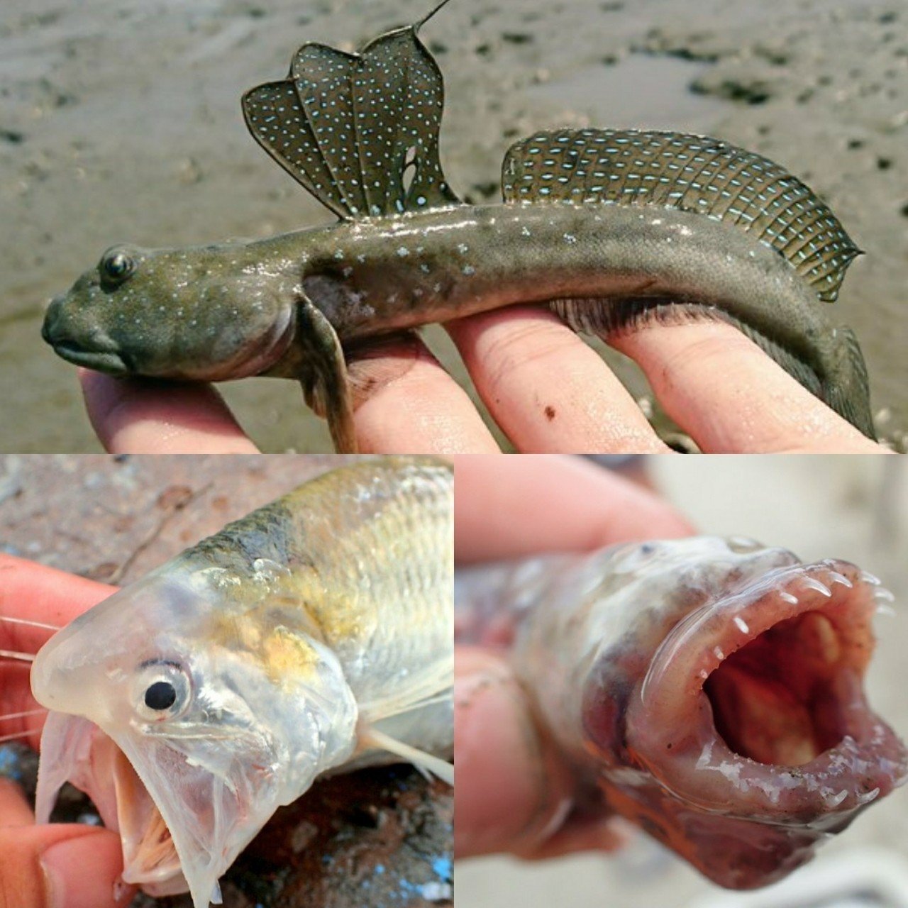 ハゼクチと有明海 小宮春平 Note