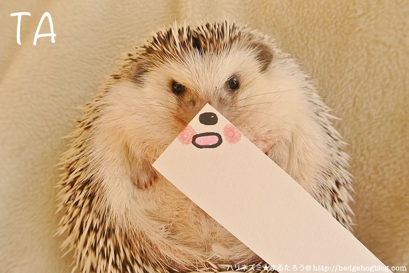 ぼくの名前は まるたろう です ハリネズミ まるたろう Note