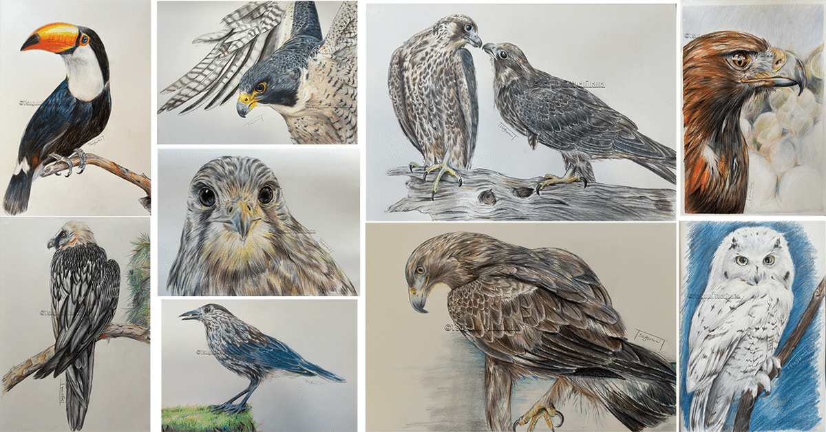 鳥の絵を載せるだけの日 28 愛鳥週間2025特別篇｜橘鶫