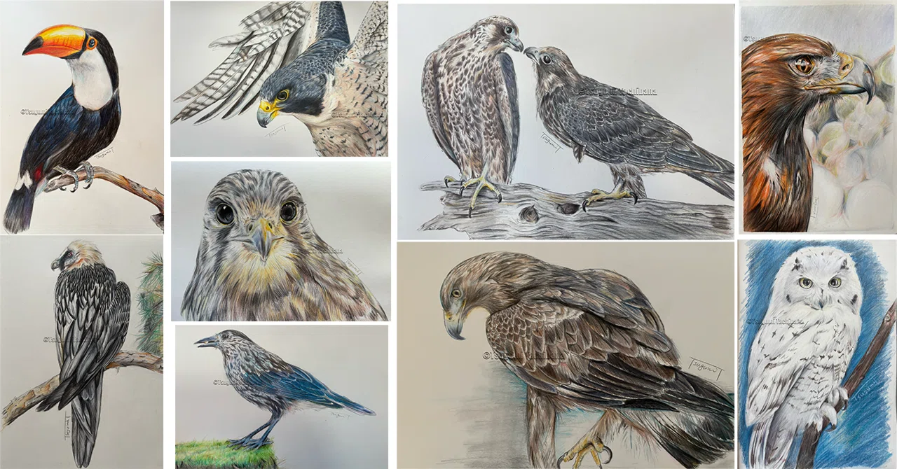 鳥の絵を載せるだけの日 28 愛鳥週間2025特別篇｜橘鶫TachibanaTsugumi