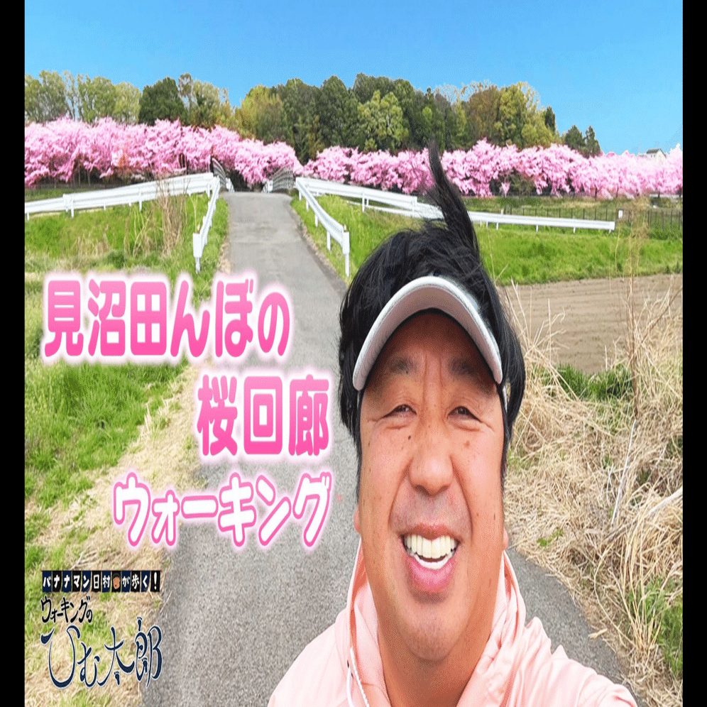 169｜見沼田んぼの桜回廊】ウォーキングのひむ太郎（25/05/06）｜ひむ