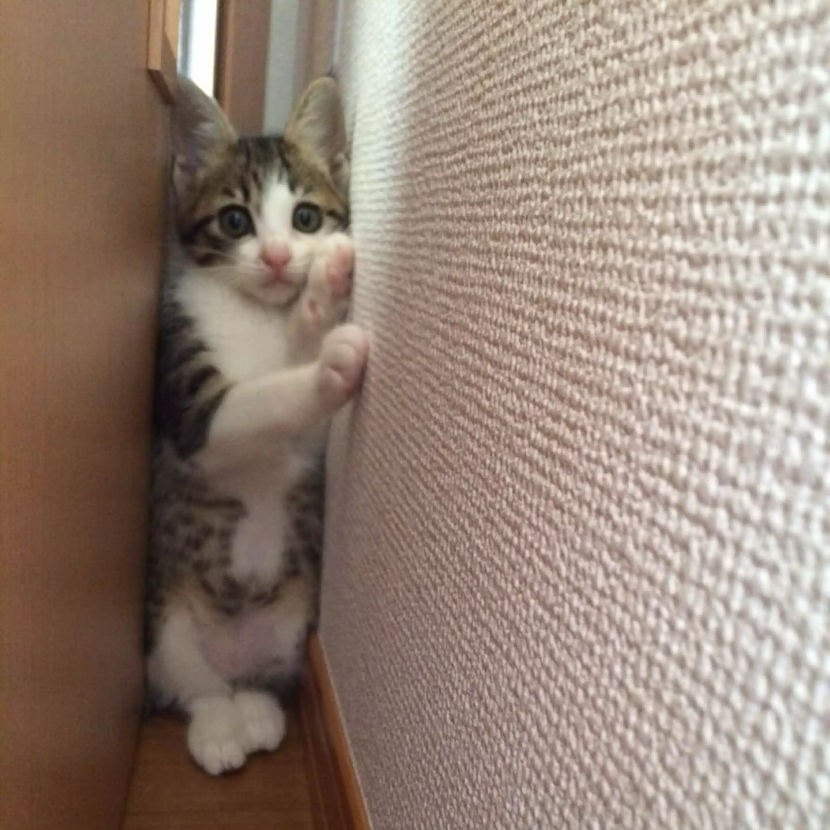 tom。。仕事も育児も全力疾走
