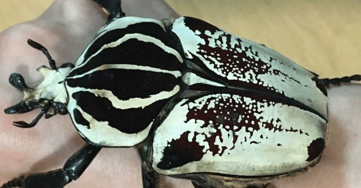 ゴライアスカシクス 標本用死虫 2023年採集品 ゴライアス ゴライアスカシクス 標本用死虫 2023年採集品 ゴライアス ゴライアス