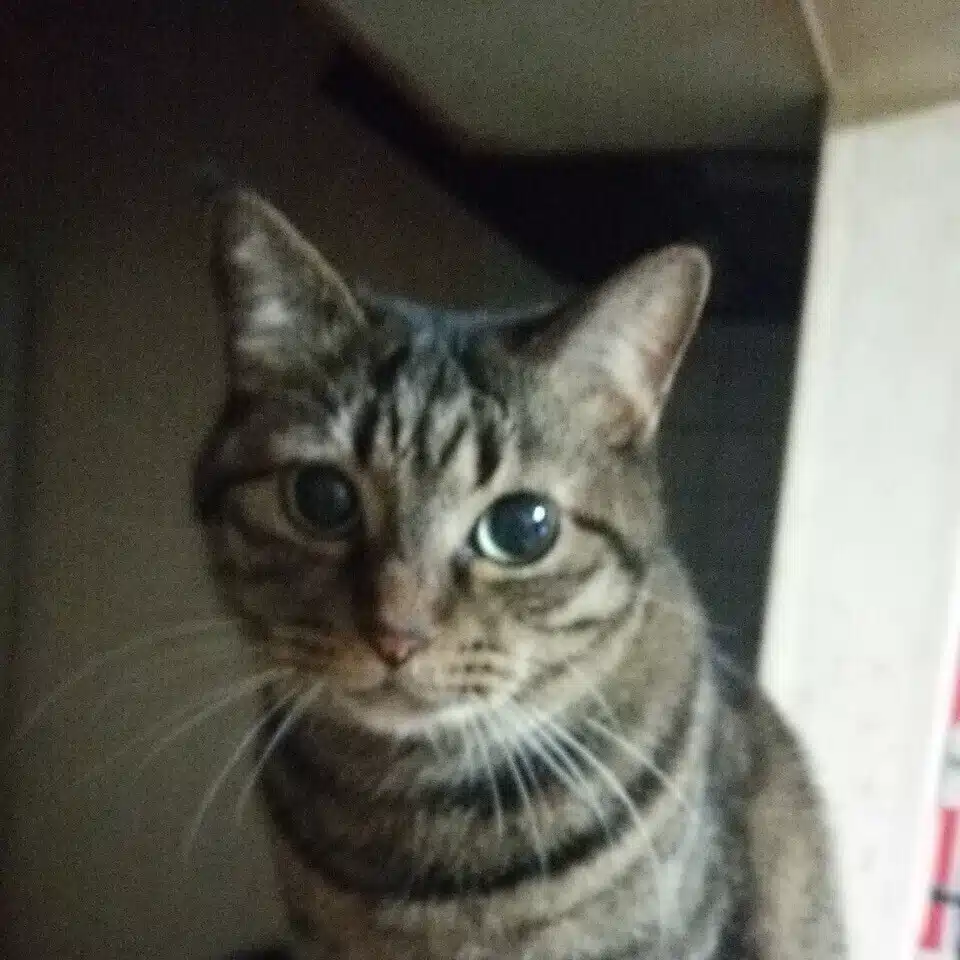 ちぇりー