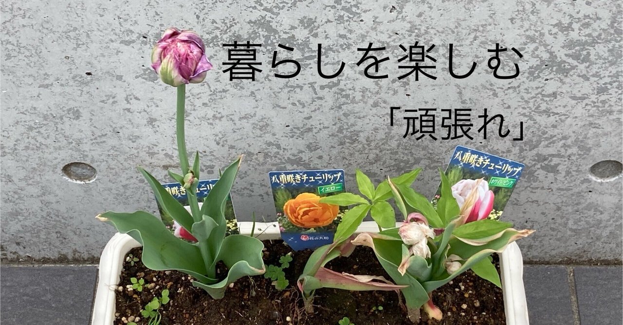 クロネコヤマトの宅急便 🐈‍⬛ 「こねこ便420」 🐈‍⬛｜sakura
