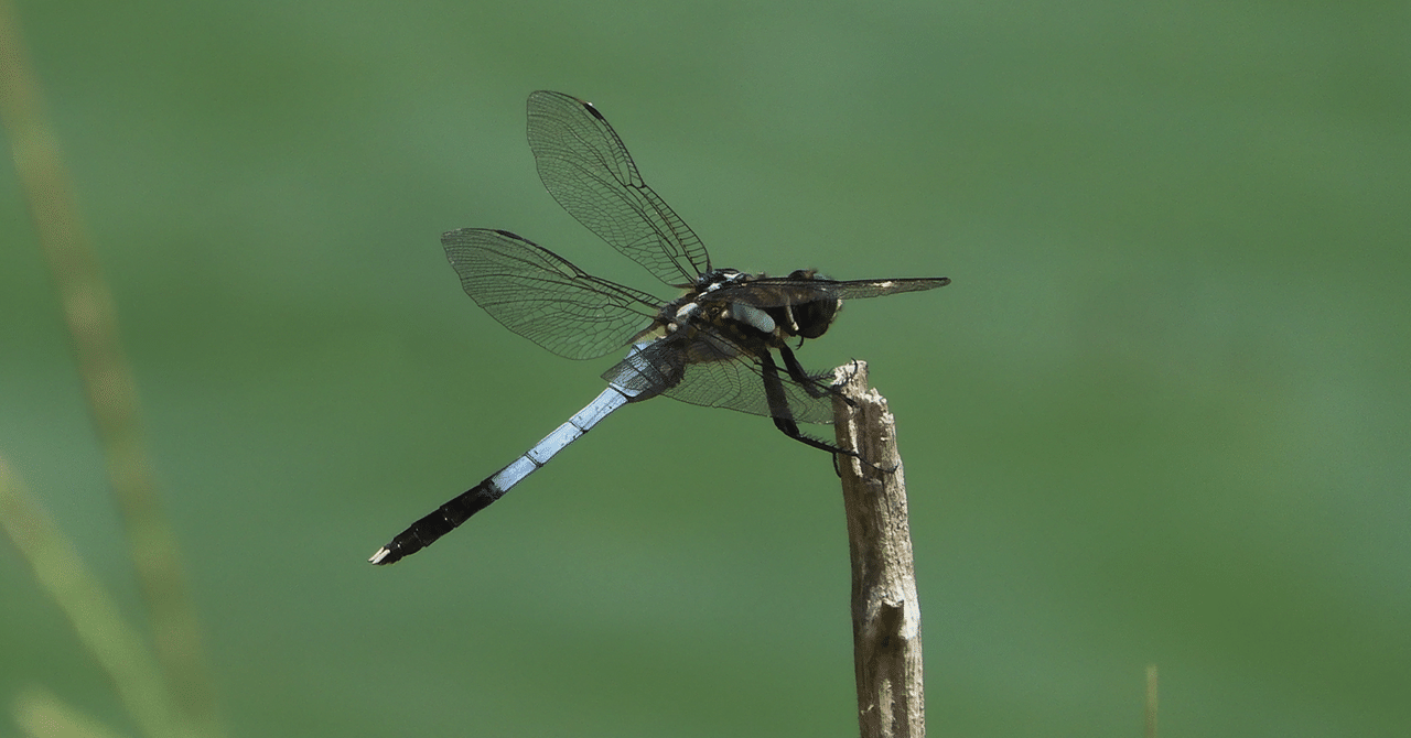 昆虫大系 国産オオクワガタ(極太アンバランス血統) No.73(アブレイズ) 産