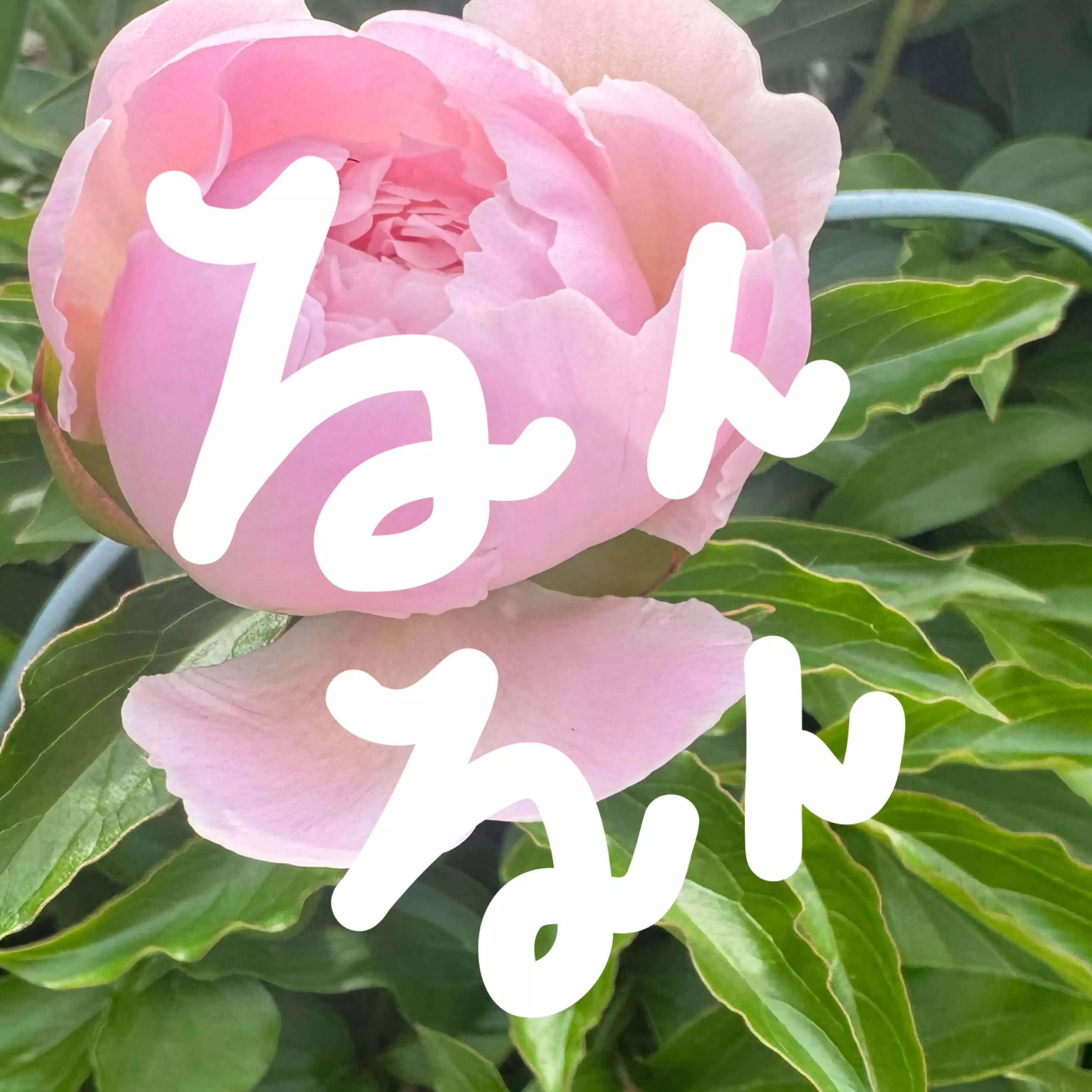 モラリス/るんるんする毎日作り