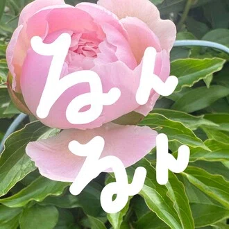 モラリス/るんるんする毎日作り