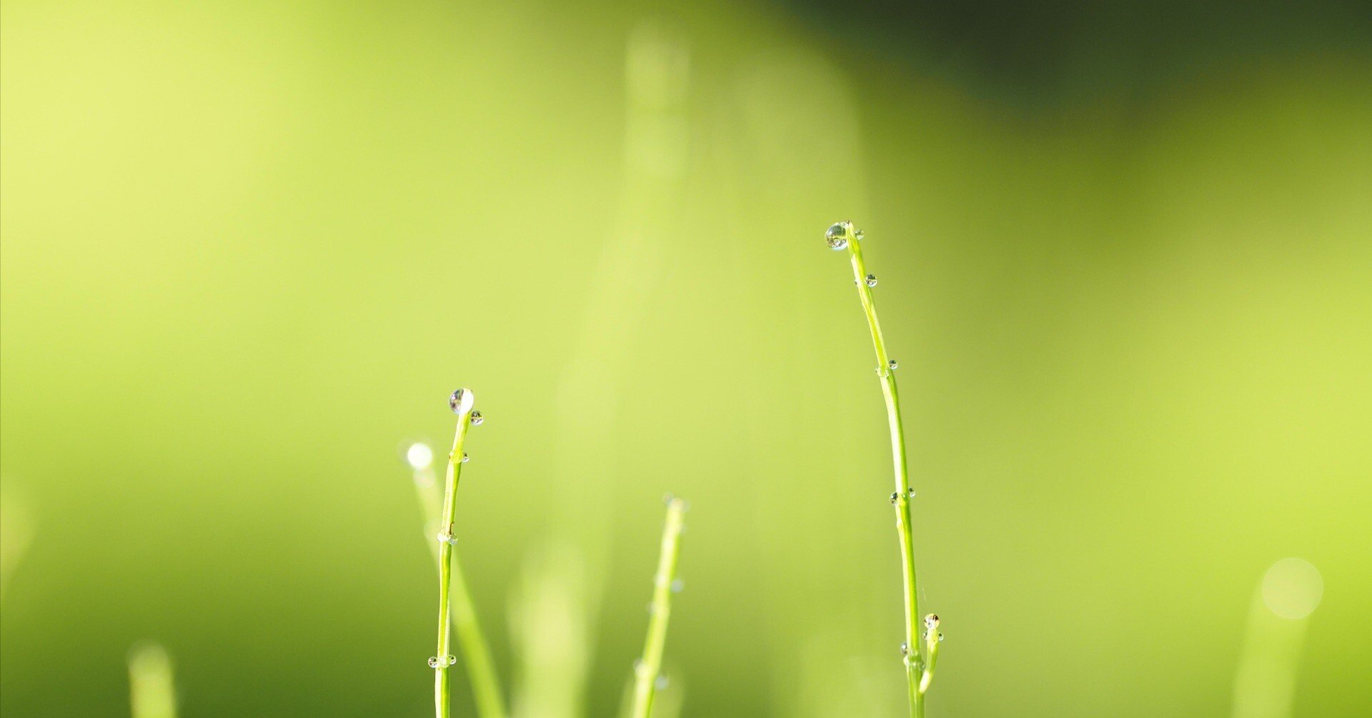 SAMYANG 135mm F2.0 ED UMC [マイクロフォーサーズ用]｜山下隧道