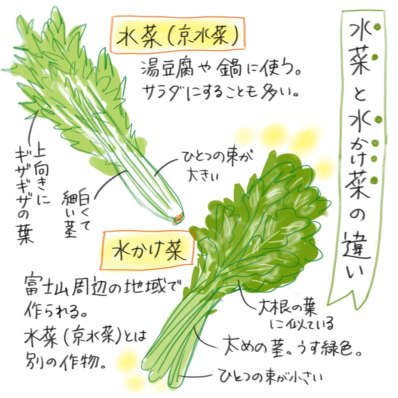 ごはんに合う苦ウマな奴ら。静岡県御殿場の名産品“水掛け菜漬け“｜山梨若菜