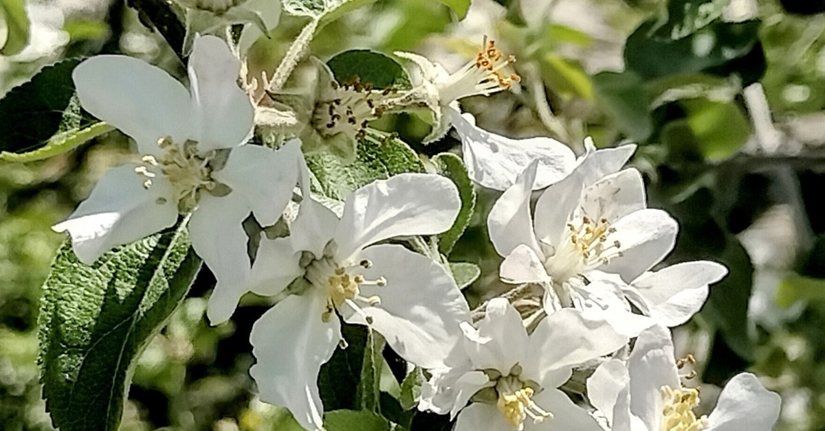 驚きの安さ りんごのお花見 2025🍎｜星月りずむ エケベリア・セダム